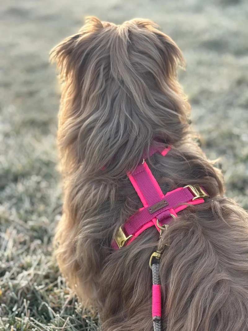 Hundegeschirr Softie NEONPINK