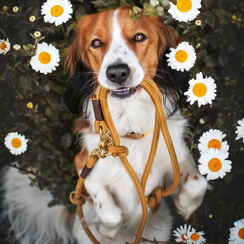 Tau-Retrieverleine Sweet Toffee DUNKELBRAUN, 190 cm (integrierte Halsung)