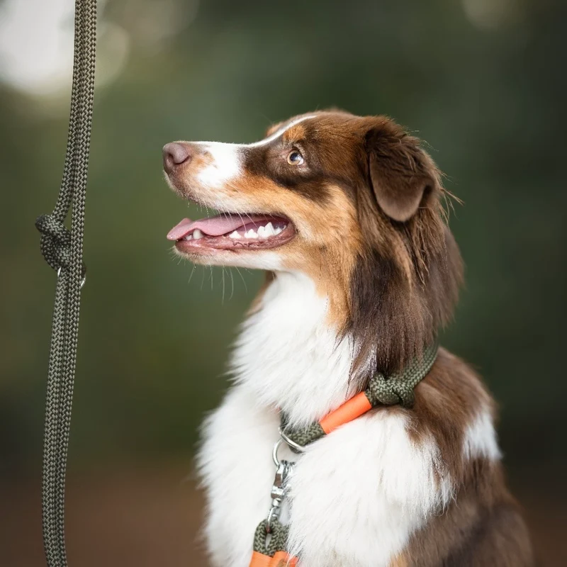 Zugstopp-Halsband Olive Grove NEONORANGE