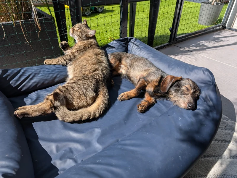 Hundebett eckig, Ortho, SAFE BLAU