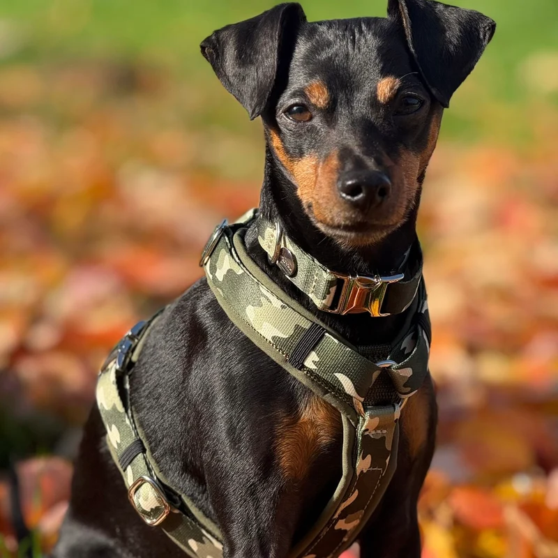 Hundegeschirr ENTDECKER