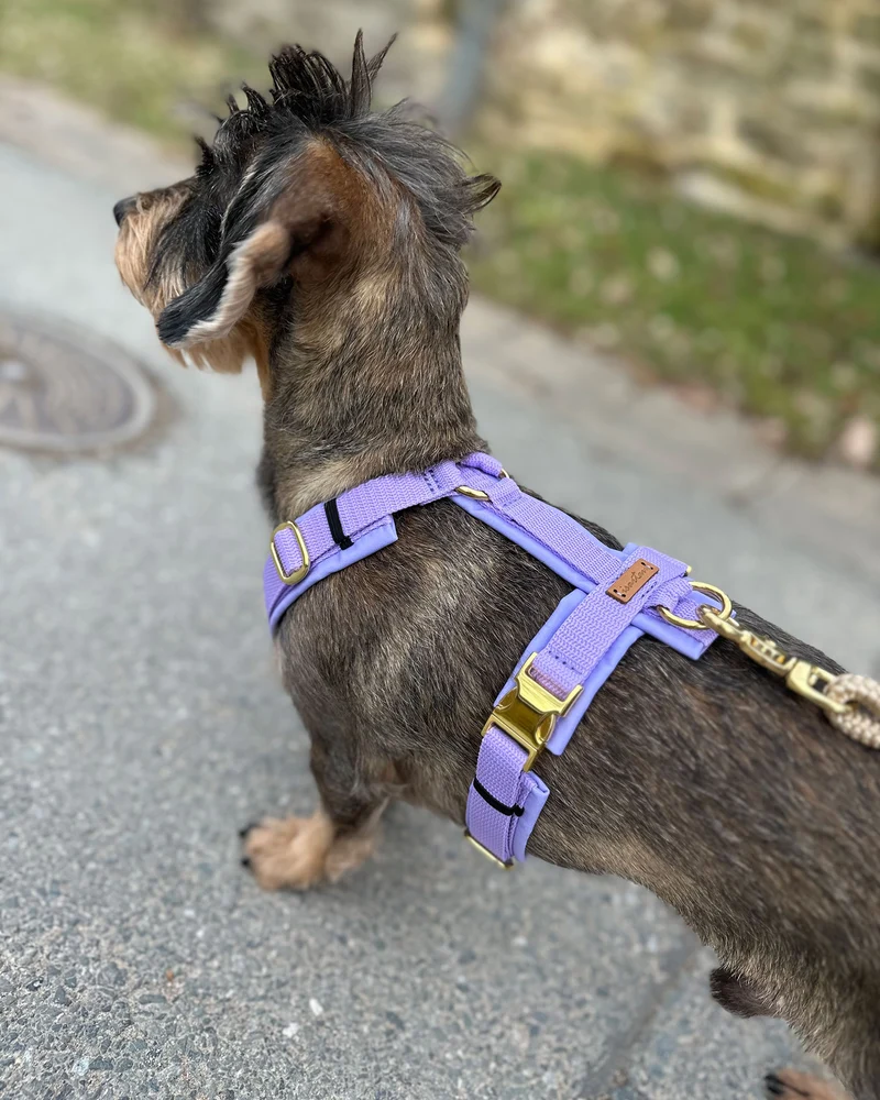 Hundegeschirr Softie LAVENDEL