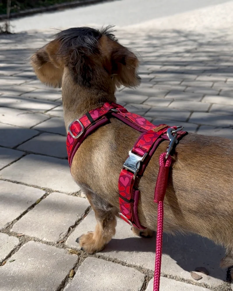 Hundegeschirr HERZKLOPFEN