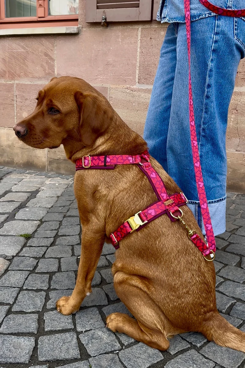 Hundegeschirr HERZKLOPFEN