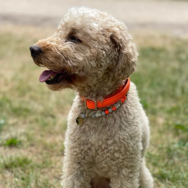 Halsband Softie NEONORANGE