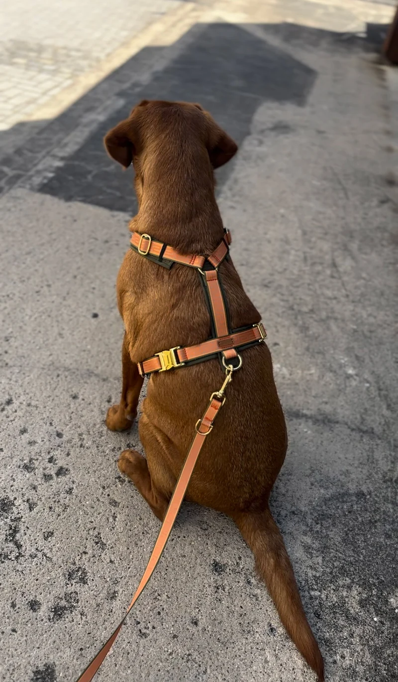 Hundegeschirr WELLENBRECHER