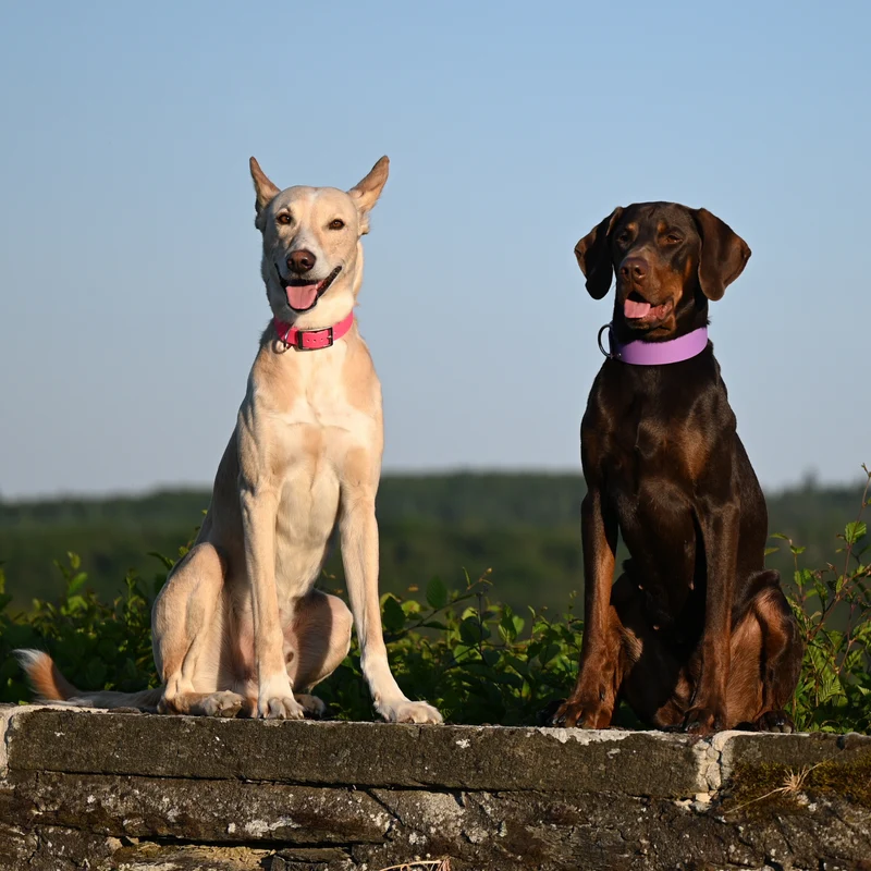BioThane® Hundehalsband | Modell "Basic" | 38mm breit