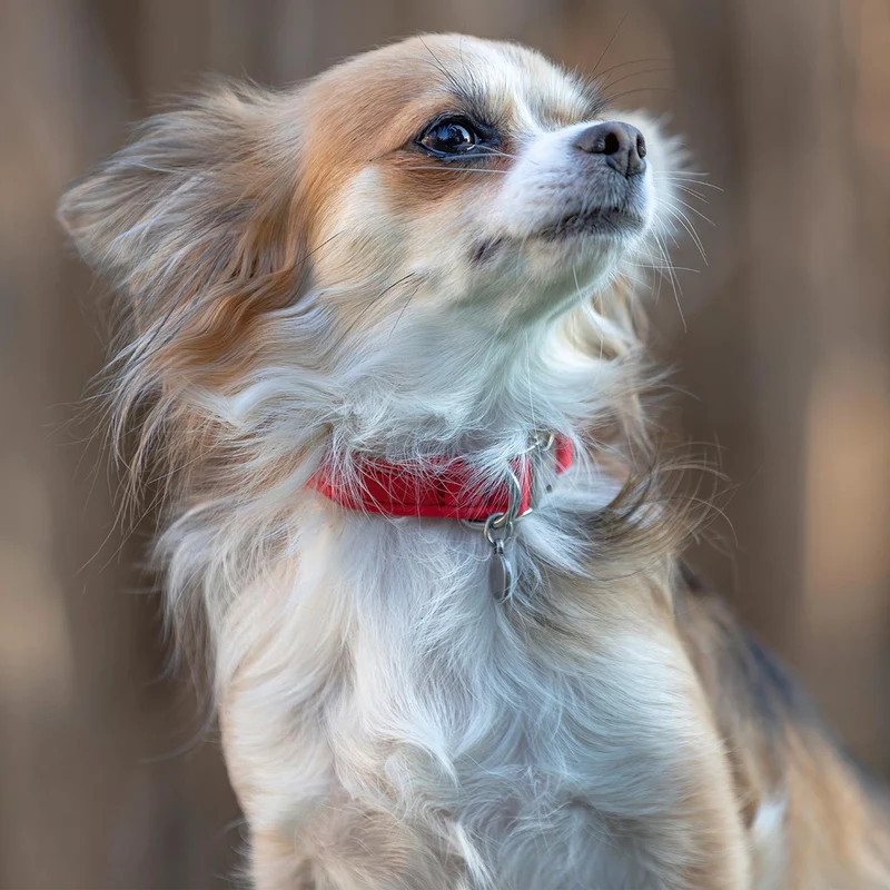 Halsband Softie ROT