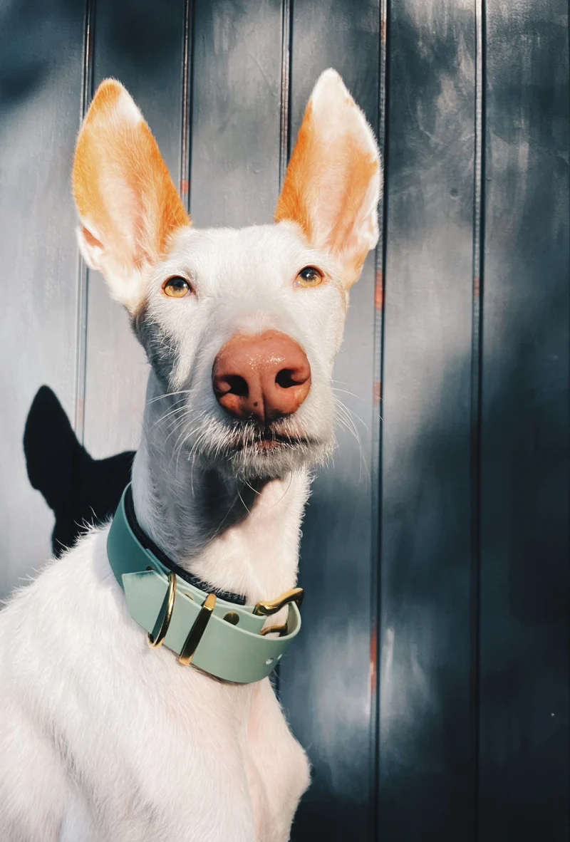 BioThane® Hundehalsband mit Messing-Schnalle | Modell "Statement" | 38mm breit