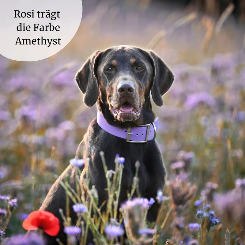 BioThane® Hundehalsband | Modell "Basic" | 38mm breit