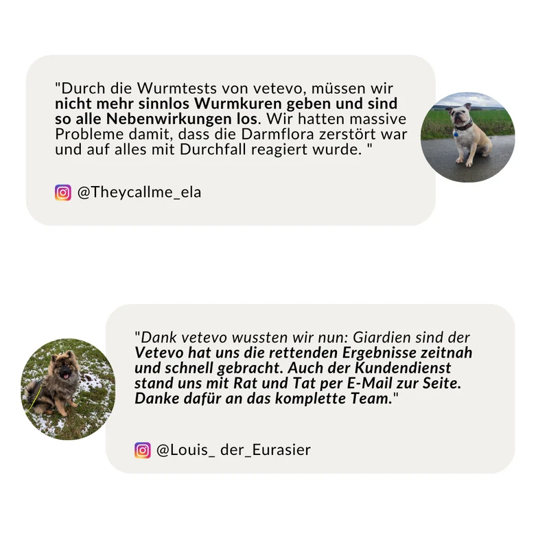 Wurmtest Basic Hund