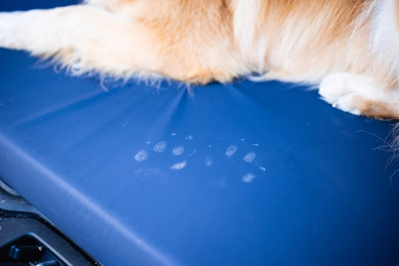Wechselbezug Hundematte Ortho, SAFE BLAU