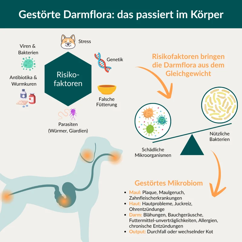 Darmflora Test Hund