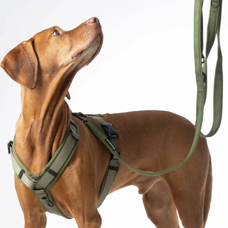 Hundeleine Nova Olive