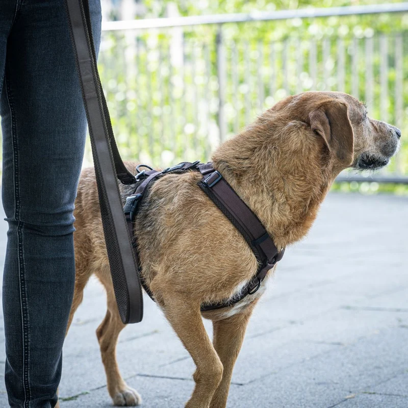 Y-Hundegeschirr Nova Chocolate