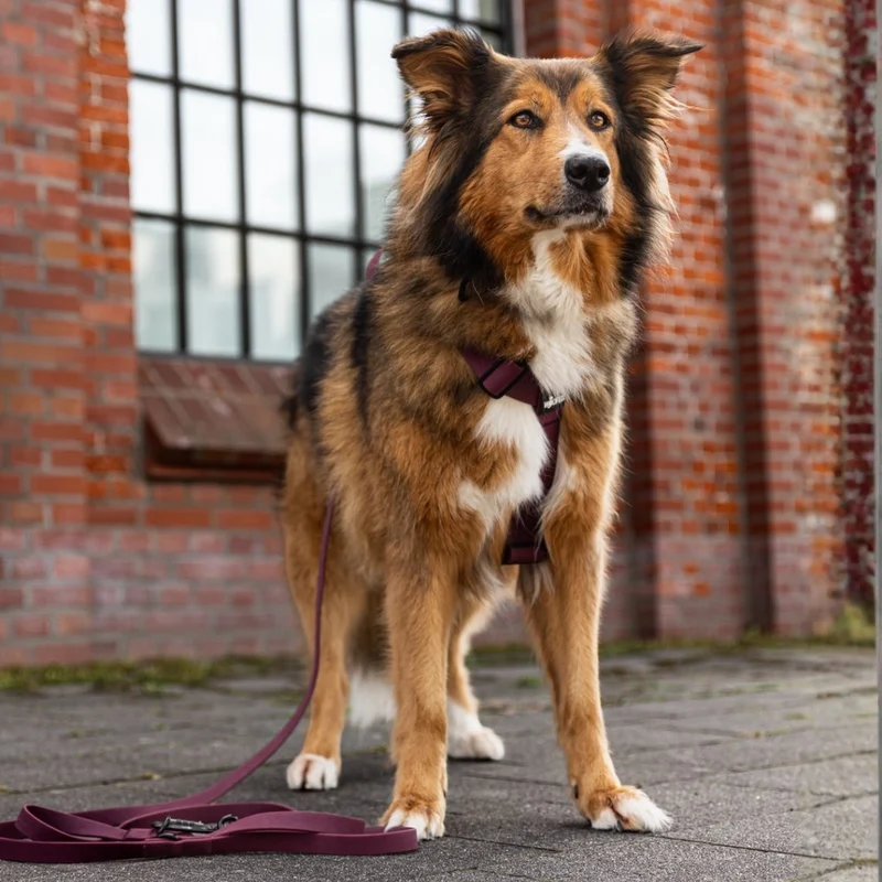 Y-Hundegeschirr WOOFLEX® 4fach-verstellbar mit Griff und Sicherheitsschnallen Burgundy - wasserfest
