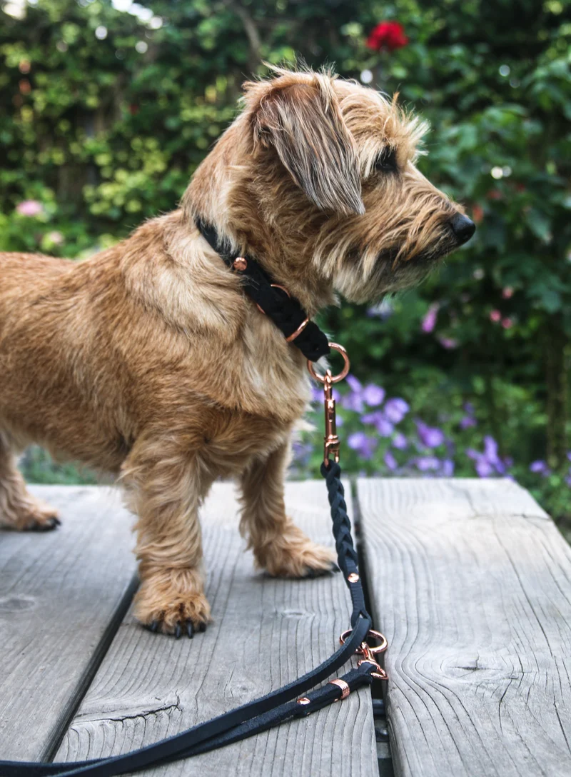 Fettlederleine für kleine Hunde | dreifach verstellbar | geflochten