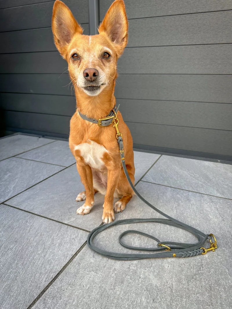 Fettlederleine für kleine Hunde | dreifach verstellbar | geflochten