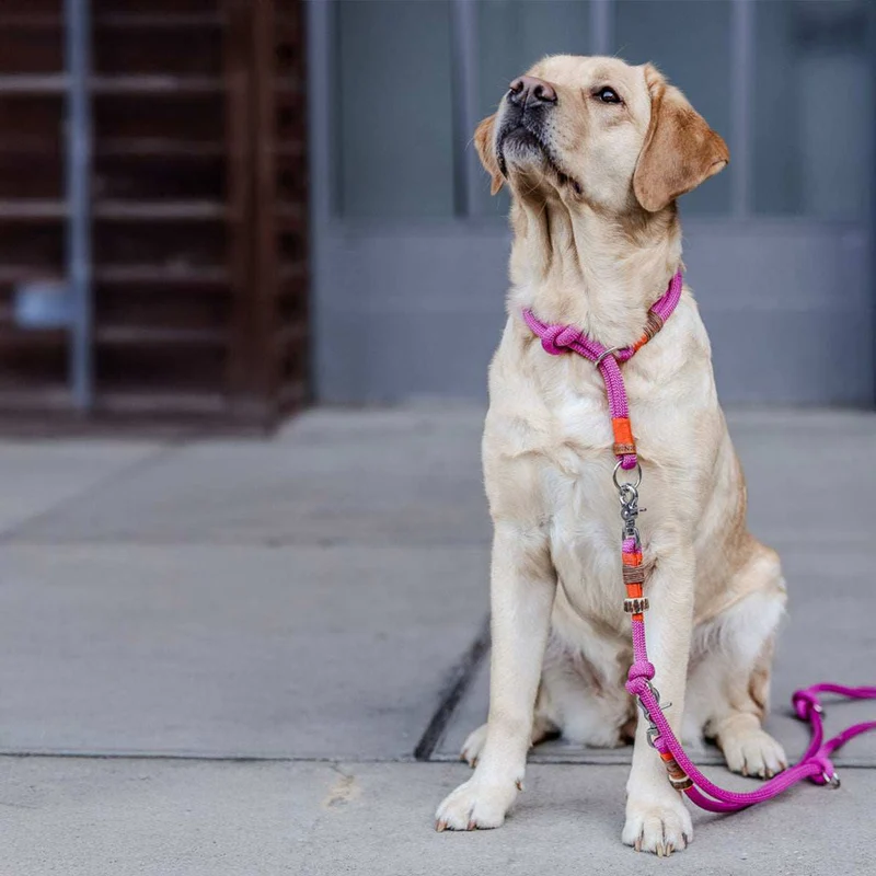 Tau-Hundehalsband mit Zugstopp – doppelt - 10mm | Konfigurator