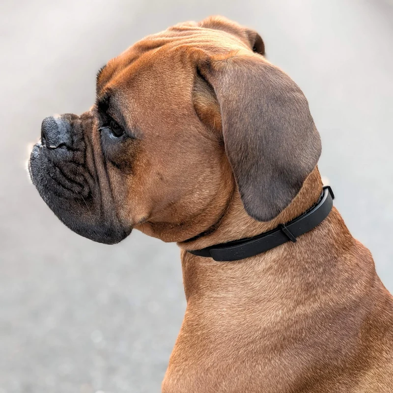 Zeckenhalsband Hund | natürliche Inhaltsstoffe | Schwarz