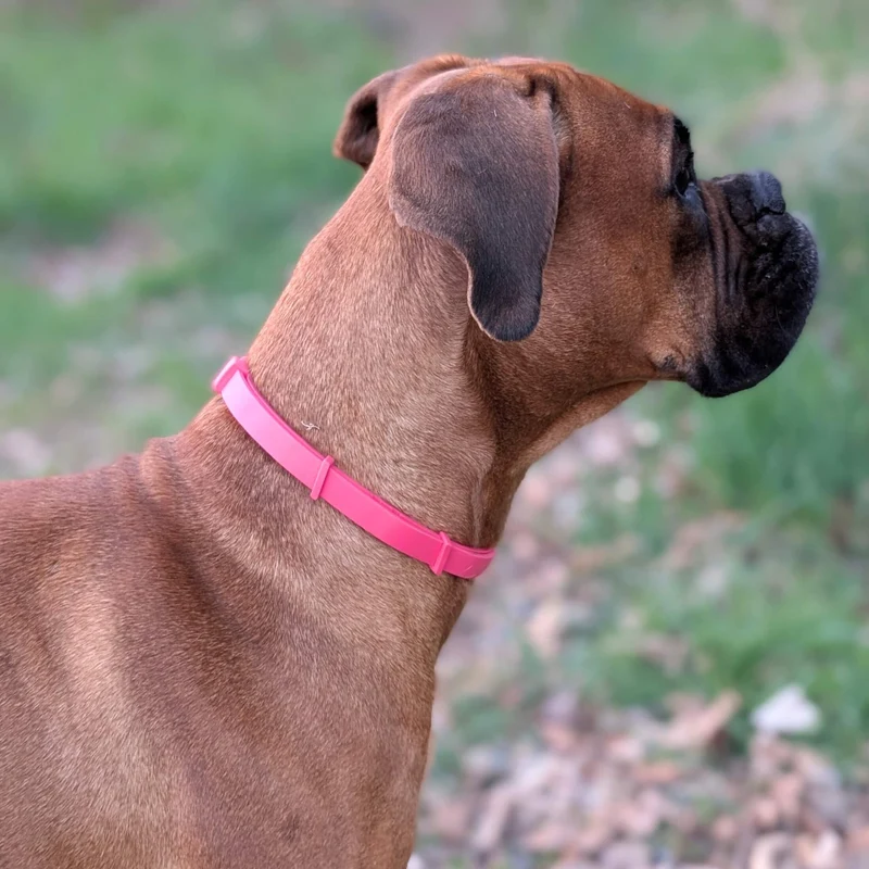 Zeckenhalsband Hund | natürliche Inhaltsstoffe | Magenta