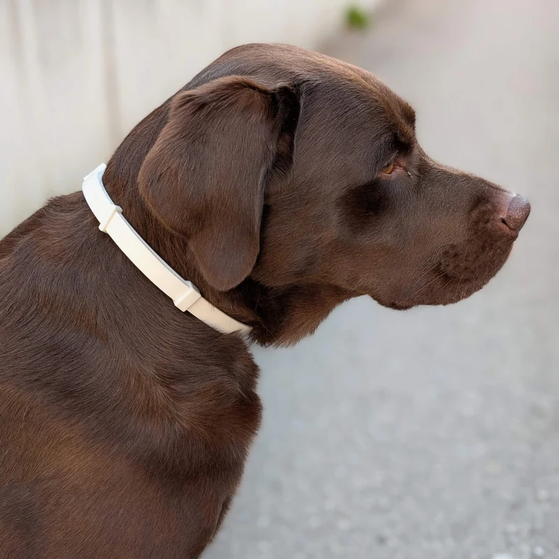 Zeckenhalsband Hund | natürliche Inhaltsstoffe | Creme-Weiss