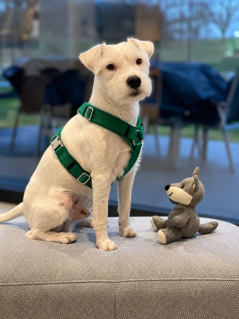 Hundegeschirr Softie GRÜN
