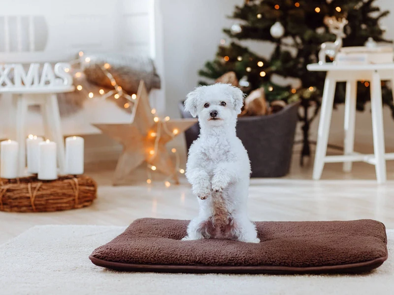 Hundematte HYGGE PAD