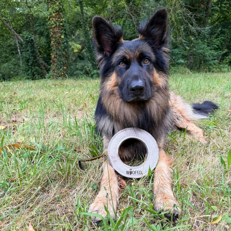 Natürliches Hundespielzeug Knochen & Ring