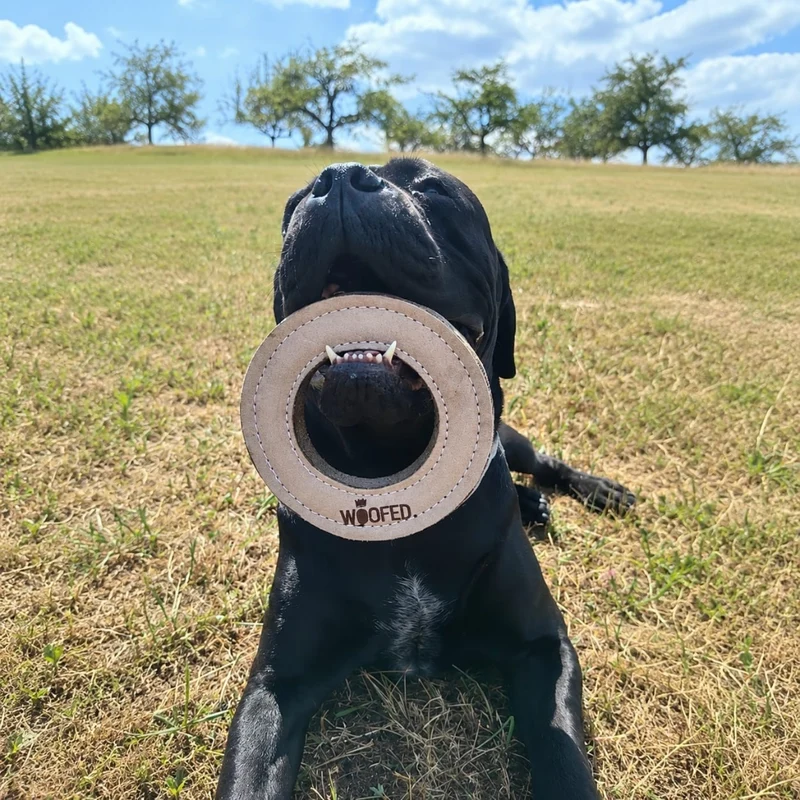 Natürliches Hundespielzeug Knochen & Ring