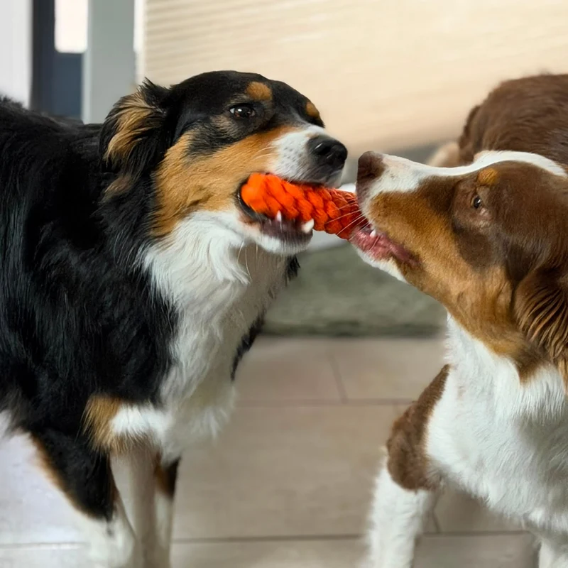 Hundespielzeug Karotte