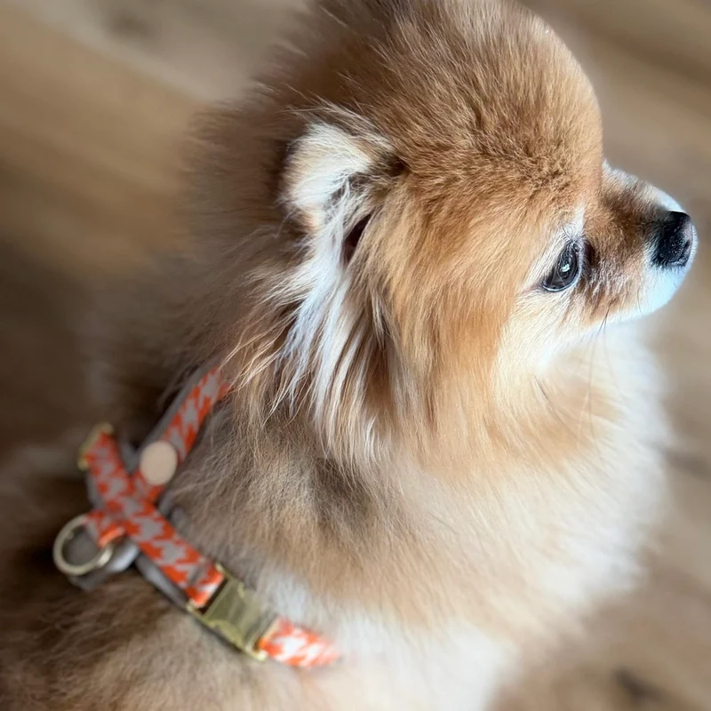 Hundegeschirr WANDLER