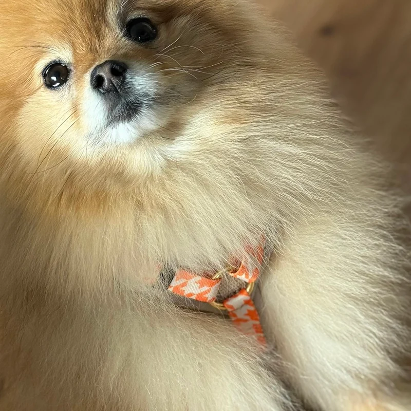 Hundegeschirr WANDLER