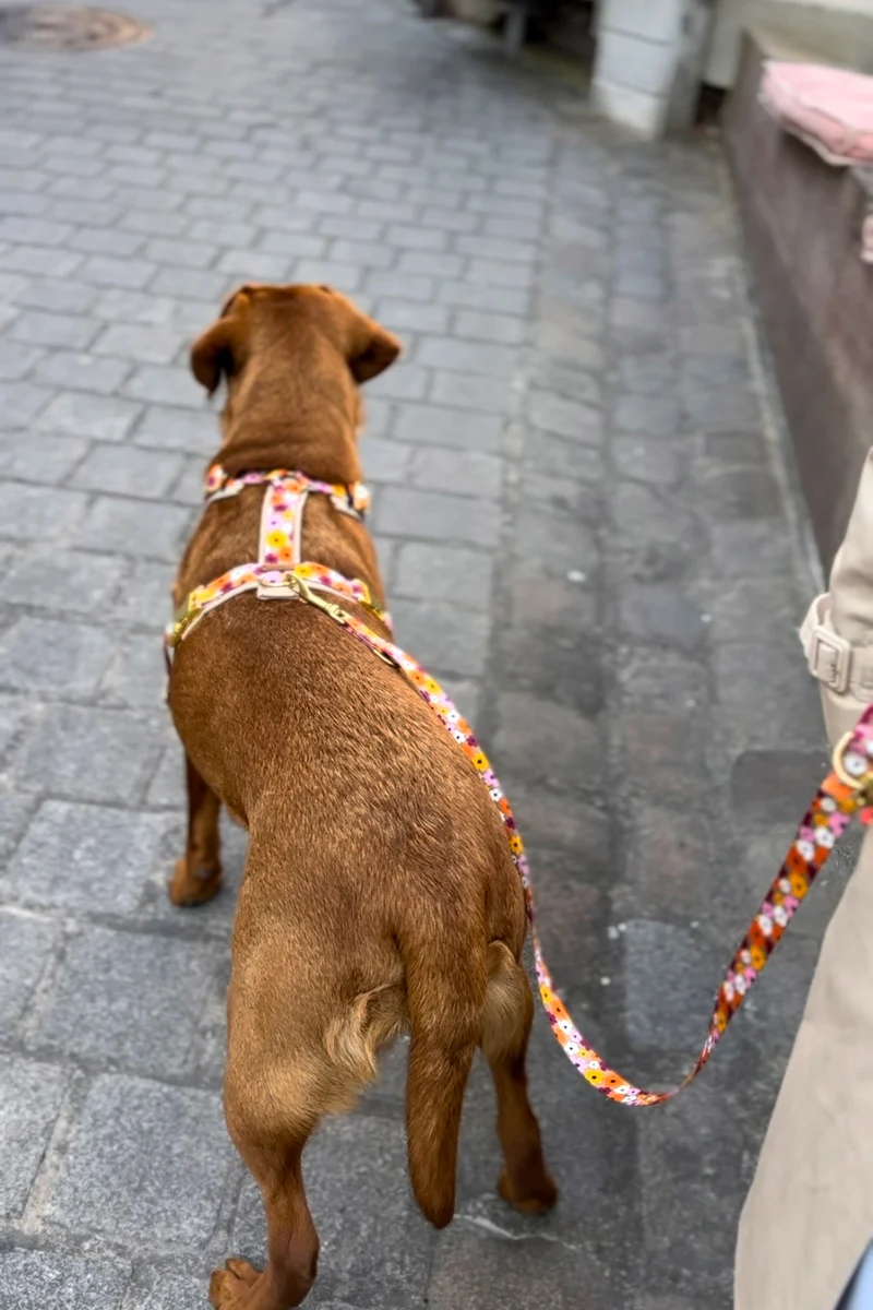 Hundegeschirr BLUMENMEER