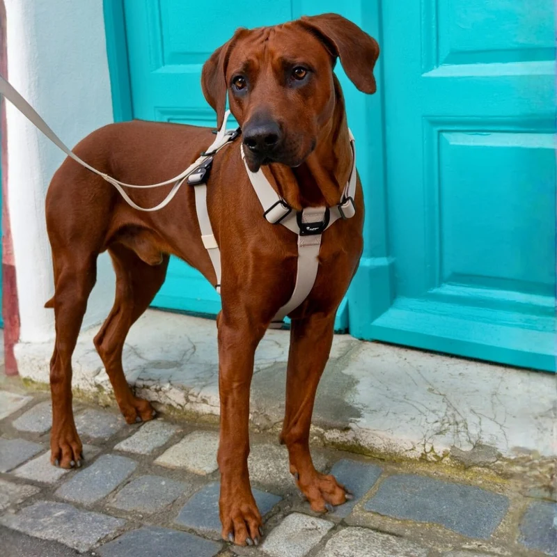 Y-Hundegeschirr WOOFLEX® 4fach-verstellbar mit Griff und Sicherheitsschnallen Desert Sand - wasserfest