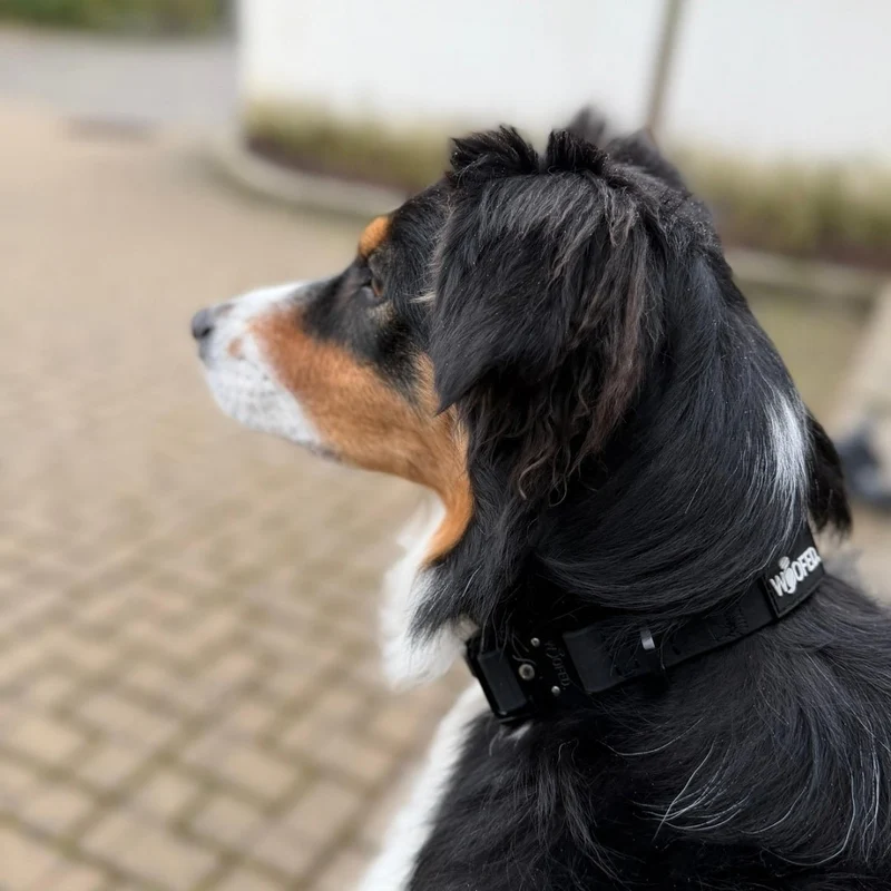 Halsband WOOFLEX® Tactical verstellbar ohne Griff Phantom Black