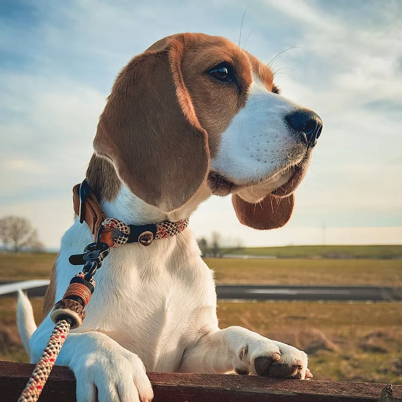 Hundehalsband Tau mit Schnalle – 10mm