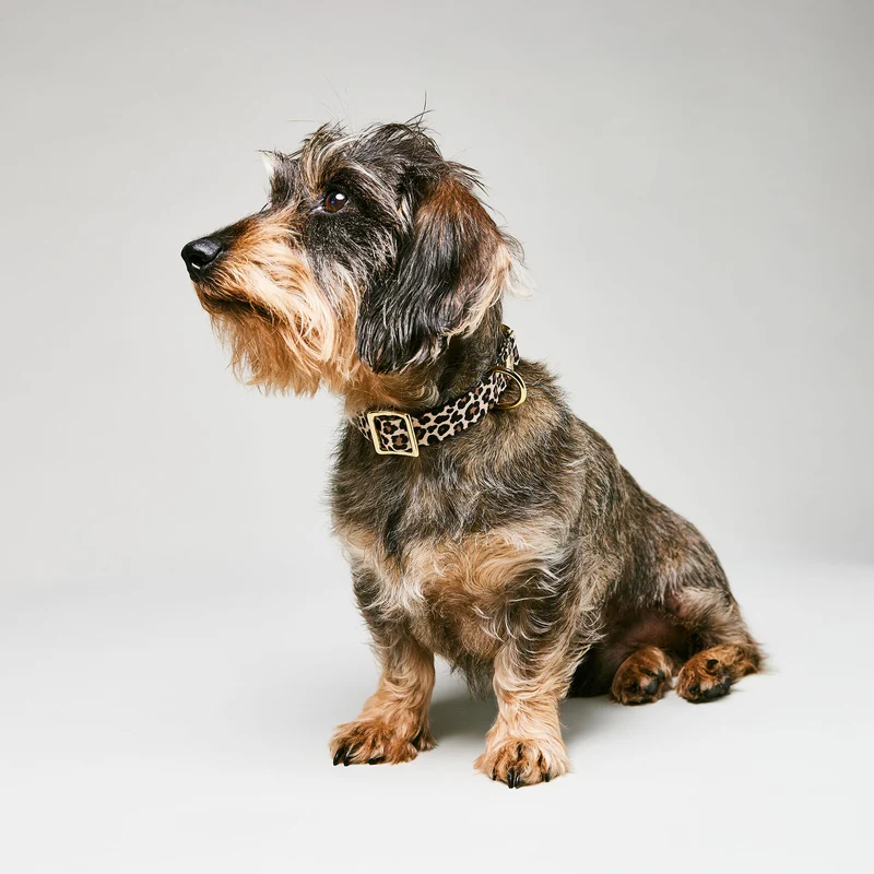 Designerhalsband LEO