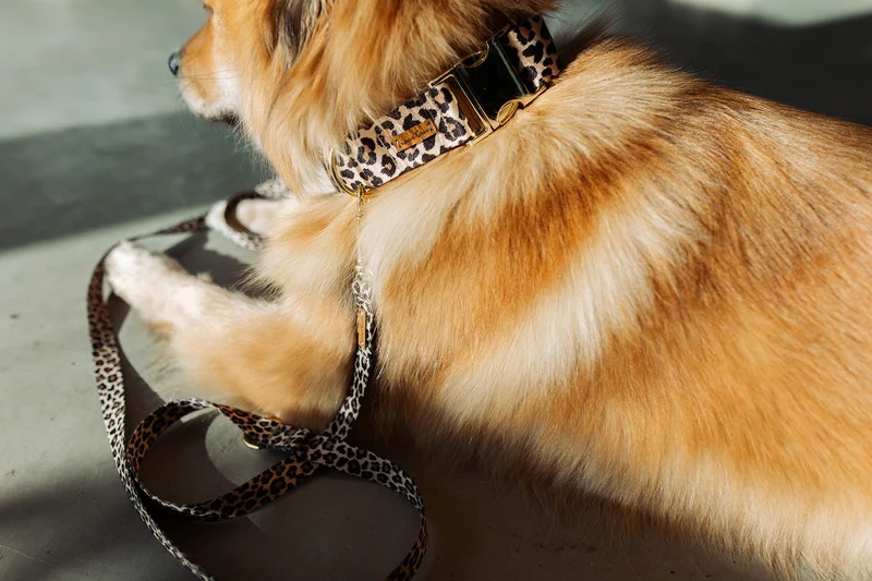 Designerhalsband LEO