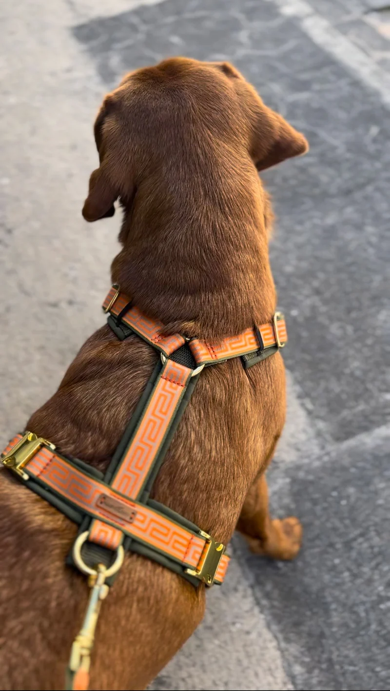 Hundegeschirr WELLENBRECHER