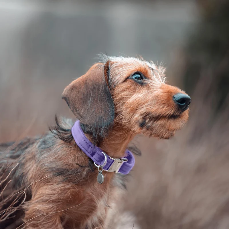 Halsband Softie LAVENDEL