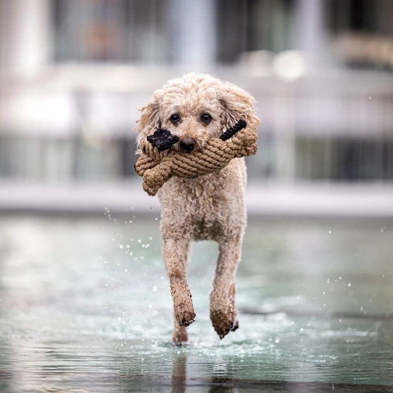 Hundespielzeug Doggy Dog Junior