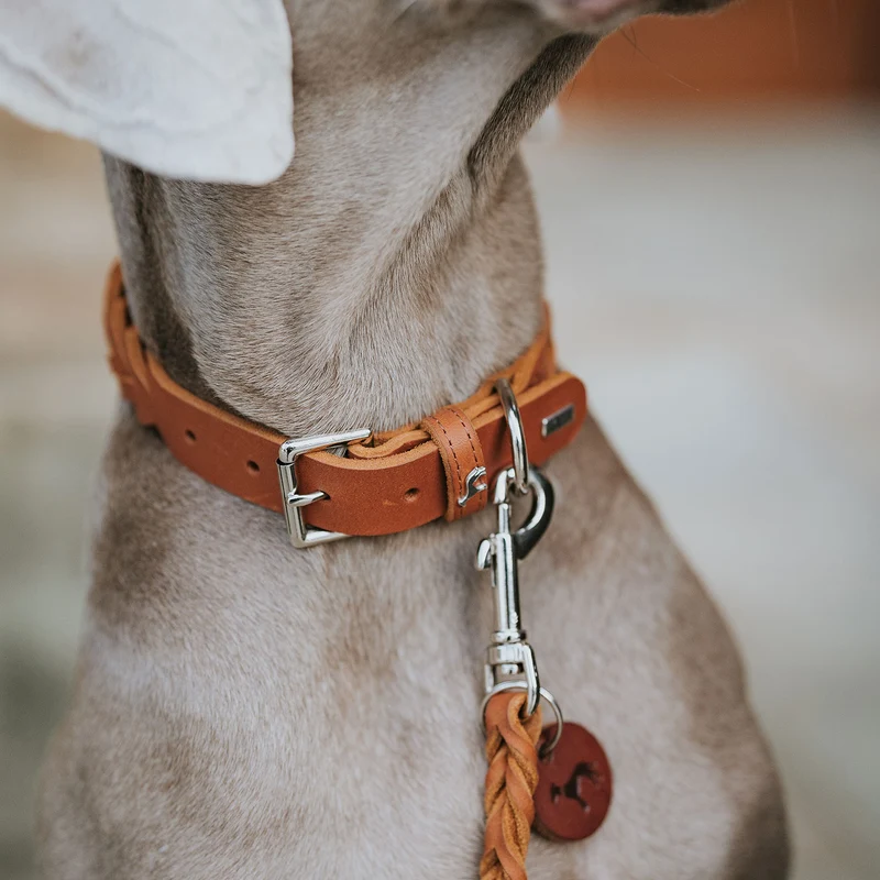 Halsband Solid Education Special