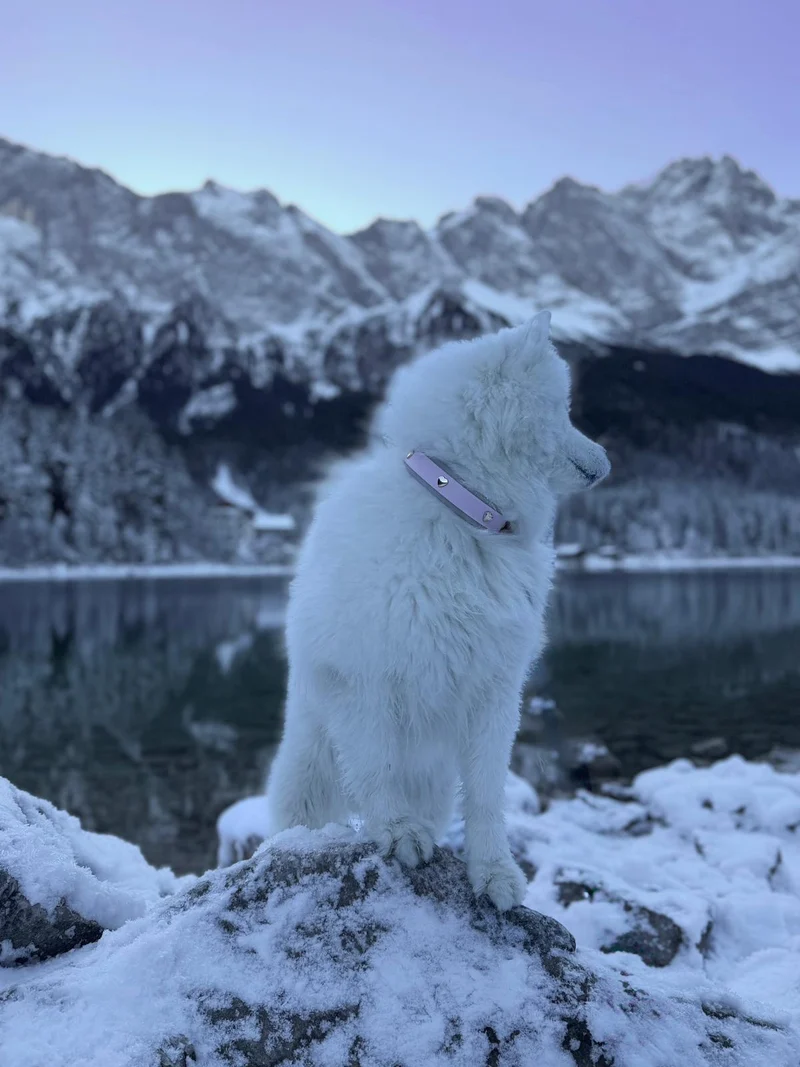 Hundehalsband und Leine Set BioThane® mit Herznieten