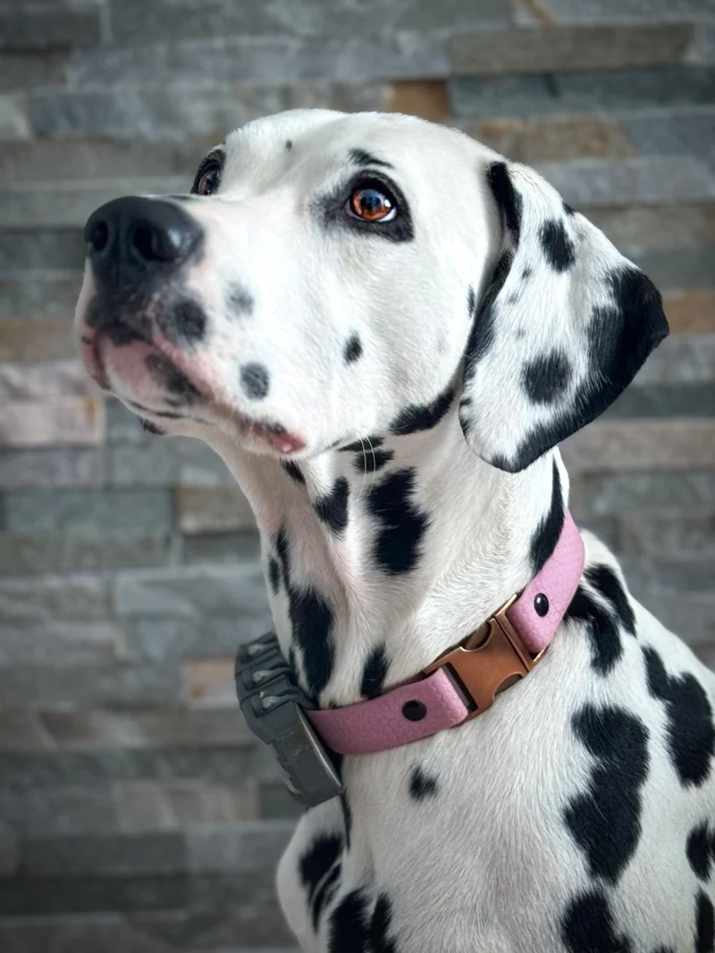 Hundehalsband für GPS Tracker aus Hexa