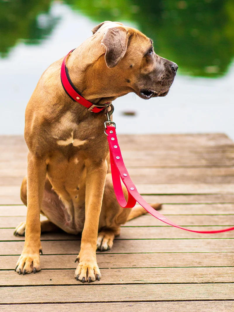 Wasserfestes Hundehalsband & Leine Set nach Wunschfarben