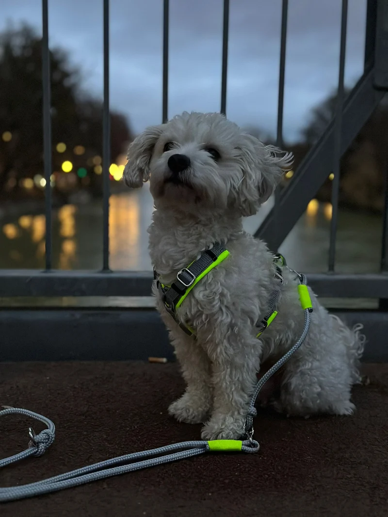 Hundegeschirr Softie NEONGELB-GRAU