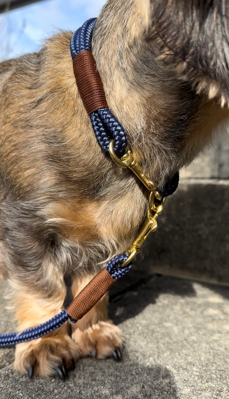 Festes Halsband Indigo Sea Kastanie