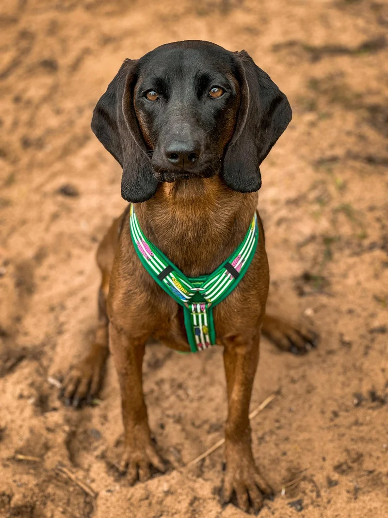 Hundegeschirr SALTY