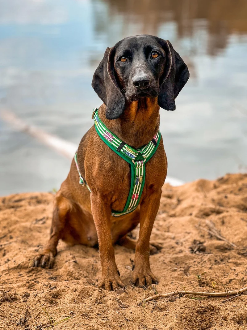 Hundegeschirr SALTY